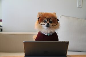 Süsser Hund mit Brille vor Laptop
